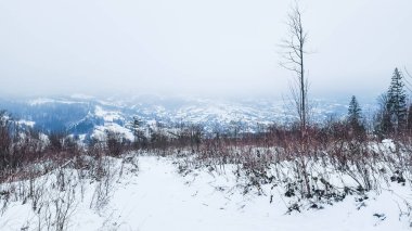 Kış manzarası karla kaplı ağaçlar ve köknar ağaçları