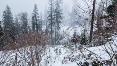 Kar - soğuk bir kış gününde ormanla kaplı ağaçlar