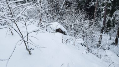 kar kış manzara orman kaplı