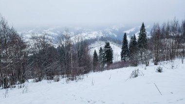Karla kaplı dağlar ve köknar ağaçları. Dağlarda kış manzarası