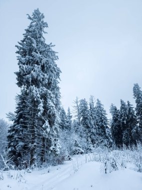 Karlı karlı çam ağacının olduğu kış manzarası