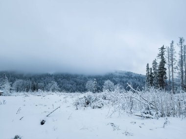 Karla kaplı ağaçlarla kaplı kış manzarası