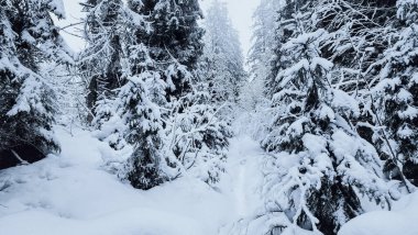 karla kaplı ağaçlar ve orman