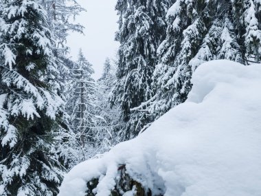 Ormanda karla kaplı çam ağacı