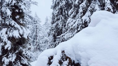 beautiful winter landscape with snow covered fir tree