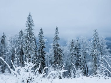 Karla kaplı ağaçlarla kaplı kış manzarası