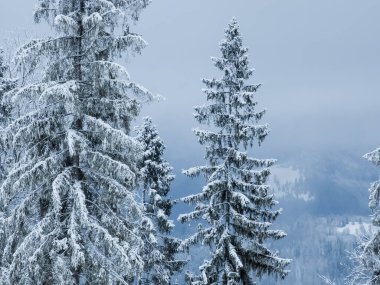 Güzel kar, kışın dağlarda köknar ağaçlarını kapladı. Yılbaşı geçmişi. Noel ve yeni yıl teması.