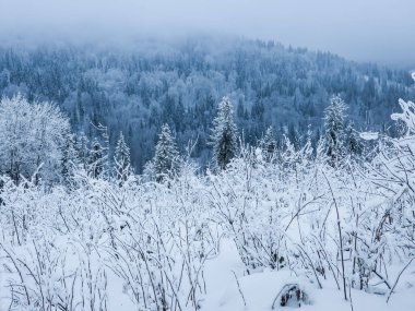 köknar ağaçlarıyla kaplı kış manzarası