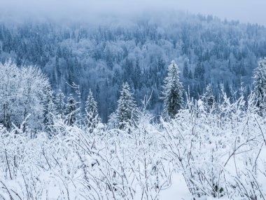 Beyaz köknar ağaçlı kar ağaçları