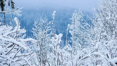 Dağlarda kış ormanı