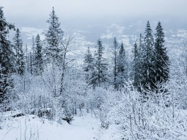 Karla kaplı ağaçlarla kaplı kış manzarası