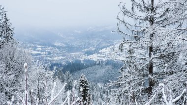 Dağlarda karla kaplı bir çam ormanı olan güzel kış manzarası