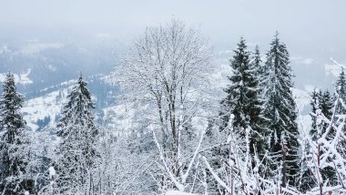 Kış ormanı karla kaplı