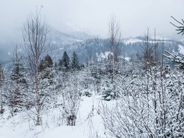 Kış ormanında karla kaplı ağaçlar
