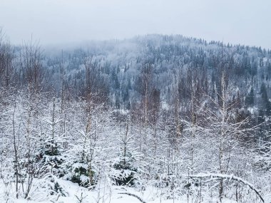 Karlı kış ormanı. Ağaçlar karla kaplı.