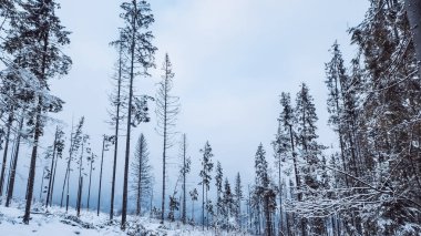 Kış manzarası karla kaplı ağaçlar, kışın orman.