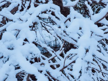 Kış karla kaplı ağaçlar