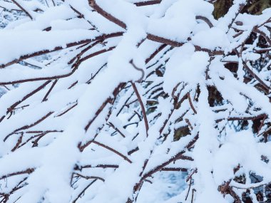 kış orman frost ile kaplı