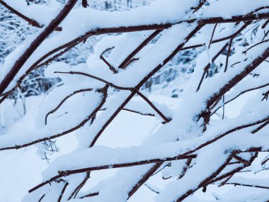 Çam ağacının dalları karla kaplıydı