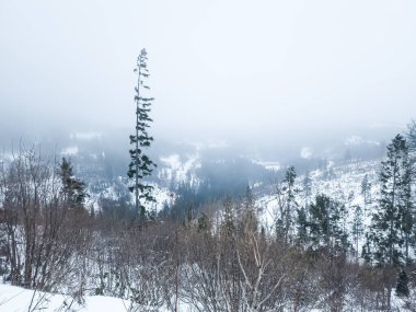 Dağlarda kış manzarası, orman ve karla kaplı ağaçlar..