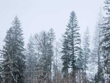 Kış karı - Çam ormanı kaplı