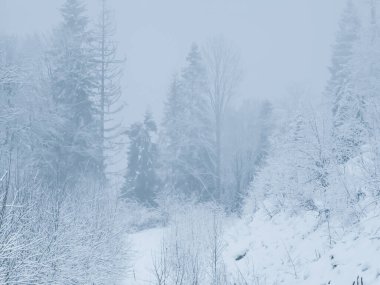 Sabah karlı kış ormanı