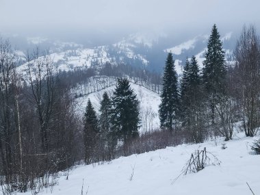 Karla kaplı dağlarda kış ormanı