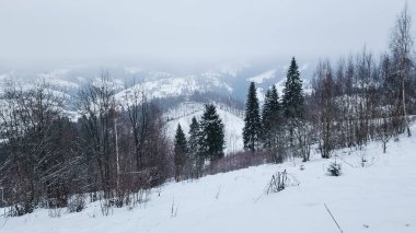 Dağlarda kış ormanı