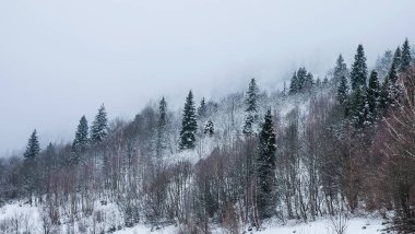 Dağlarda kış ormanı