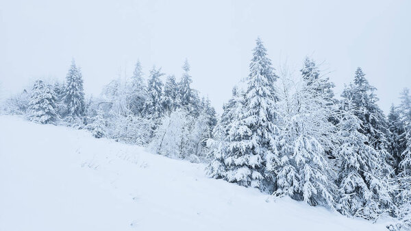 snow covered forest. winter landscape.