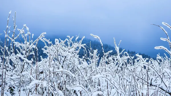 winter landscape. frozen grass and frost.