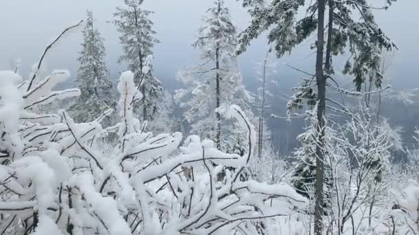 Krajobraz Zimowy Śniegu — Wideo stockowe