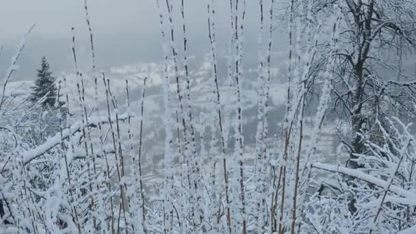 Paesaggio Invernale Alberi Innevati Neve Alberi Coperti Una Foresta — Video Stock