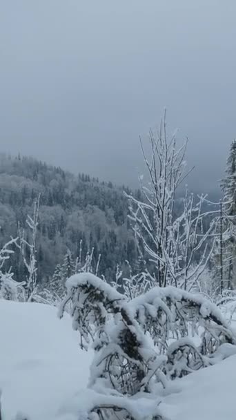 Winter Den Bergen — Stockvideo