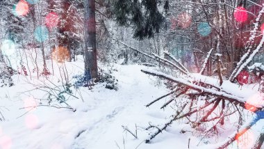 Karlı ve ağaçlı kış ormanı