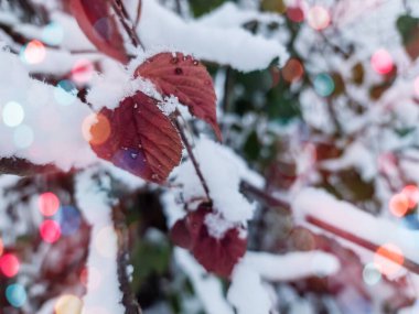 Güzel bir kış geçmişi var. Karlı Noel ağacı