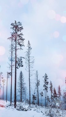 Dağlarda karla kaplı ağaçlarla kaplı kış manzarası