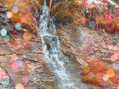 Noel arkaplanı, karlı Noel ağacı