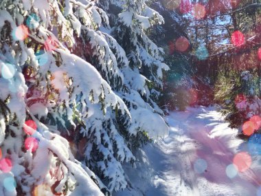 Şenlikli bir kış harikalar diyarı. Dağlar ve ağaçlar el değmemiş karla kaplanarak büyülü bir Noel ve yeni yıl manzarası yaratıyor. Doğanın cazibesi manzarayı dingin ve şenlikli bir resme dönüştürüyor. Renkli bokeh.