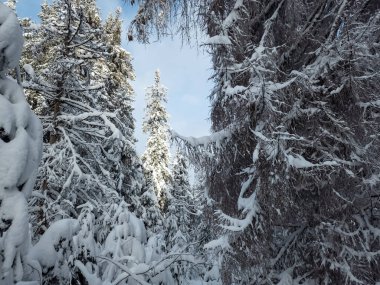 Kış manzarası karla kaplı ağaçların güzelliğiyle süslenir. Görkemli ve dingin bir manzara, doğanın saf bir kar örtüsüyle değişen sessiz zerafetini yakalar ve büyüleyici bir kış harikalar diyarı yaratır..