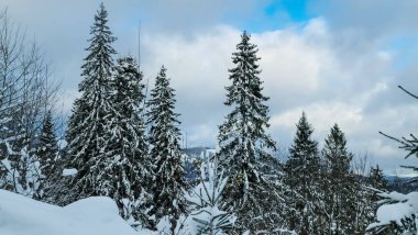 Kış manzarası karla kaplı ağaçların güzelliğiyle süslenir. Görkemli ve dingin bir manzara, doğanın saf bir kar örtüsüyle değişen sessiz zerafetini yakalar ve büyüleyici bir kış harikalar diyarı yaratır..