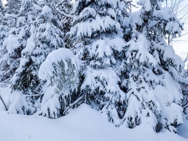 Kış manzarası karla kaplı ağaçların güzelliğiyle süslenir. Görkemli ve dingin bir manzara, doğanın saf bir kar örtüsüyle değişen sessiz zerafetini yakalar ve büyüleyici bir kış harikalar diyarı yaratır..