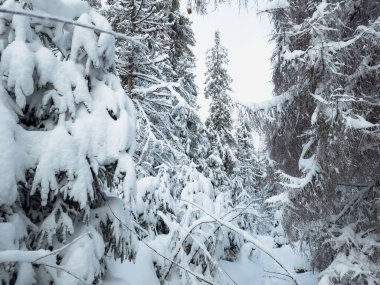 Kış manzarası karla kaplı ağaçların güzelliğiyle süslenir. Görkemli ve dingin bir manzara, doğanın saf bir kar örtüsüyle değişen sessiz zerafetini yakalar ve büyüleyici bir kış harikalar diyarı yaratır..
