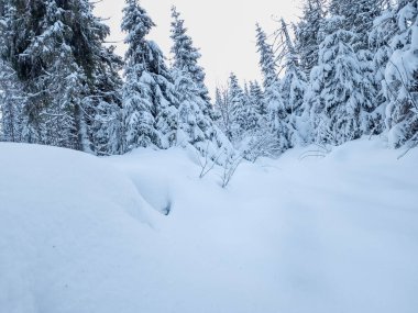 Kış manzarası karla kaplı ağaçların güzelliğiyle süslenir. Görkemli ve dingin bir manzara, doğanın saf bir kar örtüsüyle değişen sessiz zerafetini yakalar ve büyüleyici bir kış harikalar diyarı yaratır..