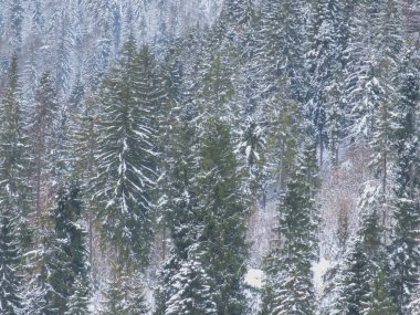 Ukrayna Karpatlarının dağlarında kışın yeni yıl manzarası