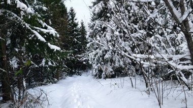Ukrayna Karpatlarının dağlarında kışın yeni yıl manzarası