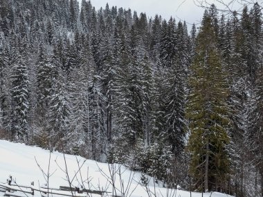 Ukrayna Karpatlarının dağlarında kışın yeni yıl manzarası