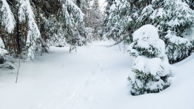 Ukrayna Karpatlarının dağlarında kışın yeni yıl manzarası