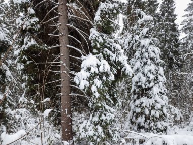 Ukrayna Karpatlarının dağlarında kışın yeni yıl manzarası