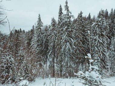 Karla kaplı ağaçlarla kaplı kış manzarası. Şenlik havası. Soğuk, bulutlu hava.